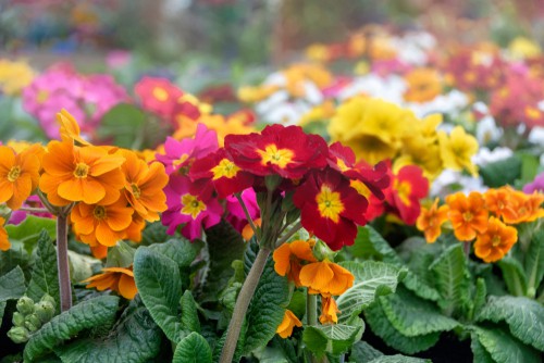 Polyanthus have a single stem on top of which are multiple flowers. You can enjoy winter and springtime flowers, some of which are scented.