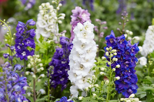 Potting delphiniums