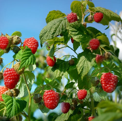 Primocanes or floricanes raspberry canes