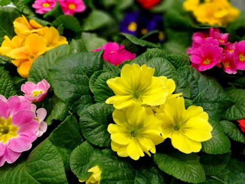 The double primrose is something you can buy in garden centres and nurseries in the Autumn. The double form rosettes can be grown in containers or hanging baskets and subsequently transferred to the ground when the season changes.