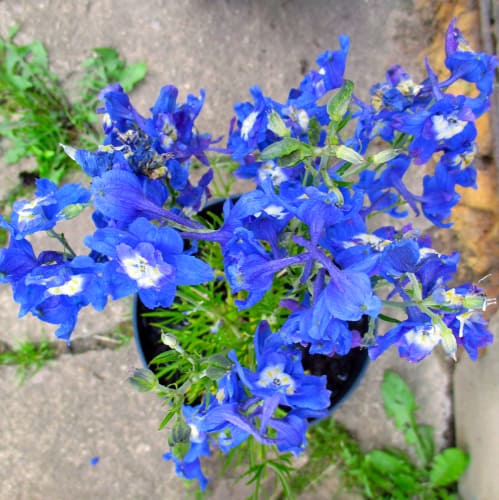 Propagating delphiniums