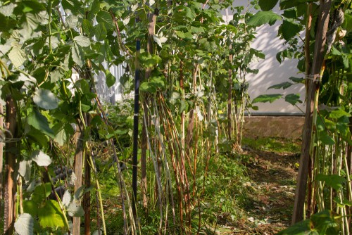 Prune raspberries in autumn