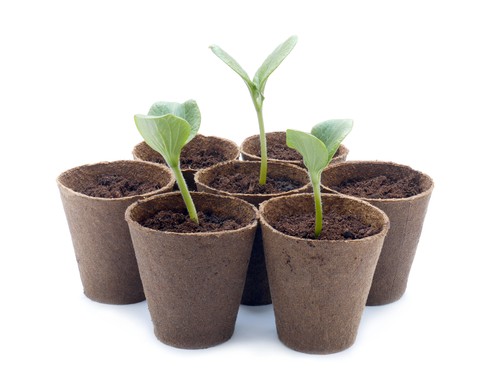 hardening off young pumpkin plants