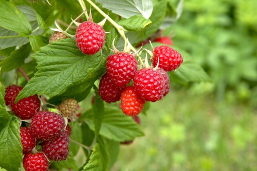 Raspberry care and maintenance