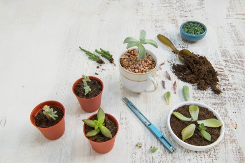 Repotting succulent cutting into new pots