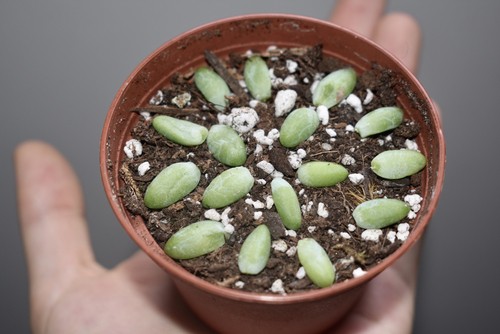 Succulent cutting planted in compost