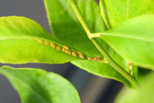 Scale insects that attack citrus including lemons
