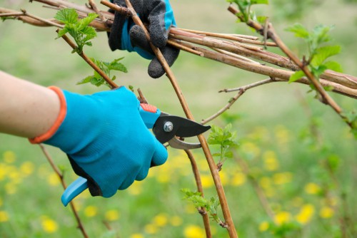 Pruning raspberries