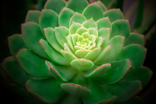 Another great option for beginners is the Echeveria species or hybrids which are very slow growing so they won't take over a given space to quickly and they won't need transplantation immediately. They are also very easy to care for.