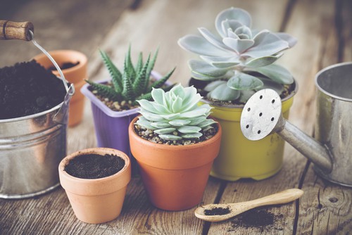 General succulent care