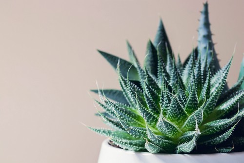 Haworthia is a succulent commonly mistaken for Aloe but it's perfect for beginners because it tolerates low light.