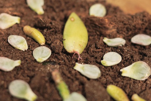 Succulent leaf cutting