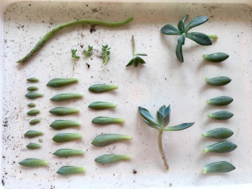 Different types of cutting ready to plant