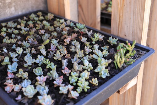 Succulents growing in seed tray ready for transplanting into new pots