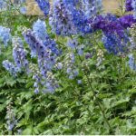 Taking cutting from delphiniums is an excellent way to propagate them in spring and is fairly effective if you take basal cutting. Learn step by step now.