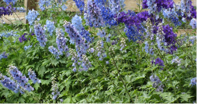 Taking cutting from delphiniums is an excellent way to propagate them in spring and is fairly effective if you take basal cutting. Learn step by step now.