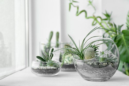 Temperature-and-Humidity-Requirements-for-succulents