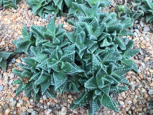 Faucaria tigrina 'Tiger's Jaws' is one of the coolest looking succulents you will find with leaves that literally look like the toothy grin of a tiger or a cat. It is very easy to grow and offers a lot of texture in addition to the wonderful display of leaves like that of a happy grin.