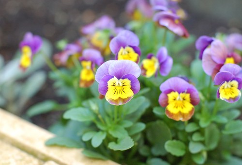 Winter flowering violas look like they are smiling at you. These flowers are just as hardy as pansies and they offer the unique butterfly petal arrangement situated above the lower tongue petal.