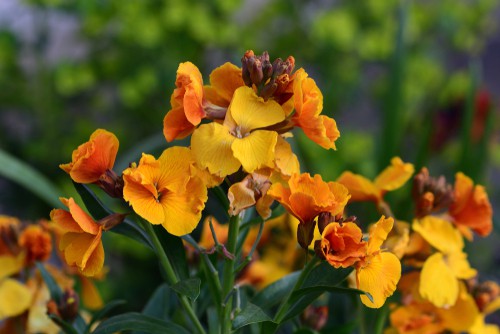 when to plant wallflowers