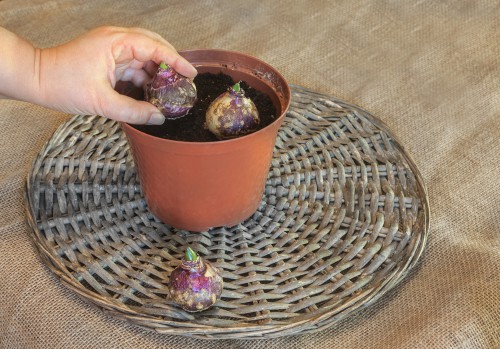 when to force hyacinth bulbs