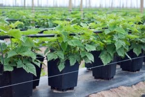 when to grow raspberries in containers