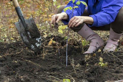 When to plant raspberries