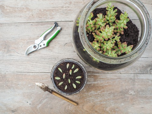 when to propagate succulents - the warmest time of year is best