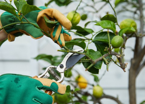 When to prune citrus trees