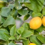 Why lemon tree dropping leaves. Lemon trees losing there leaves is a common question we get asked so in this article we explain how to prevent lemon tree leaf drop. Read about the top causes.