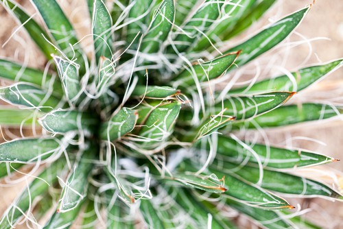 Agave plants come in many varieties and they are perfect for bright window sills. You can find varieties for indoor growing that are smaller and ideal for a beginner such as an agave parviflora.