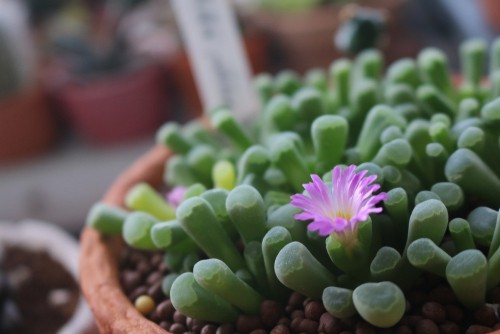 Another great beginner plant is the baby toes plant. It gets its name because the leaves actually look like tiny little baby toes. You might hear it by the name of key lime pie because some people like in the appearance to that of a pie crust. Perfect for beginners