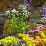 Rockeries can make a stunning feature. We look at 10 of the best alpine rockery plants for planting a rockery so you can make a display to be proud of.
