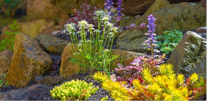 Rockeries can make a stunning feature. We look at 10 of the best alpine rockery plants for planting a rockery so you can make a display to be proud of.