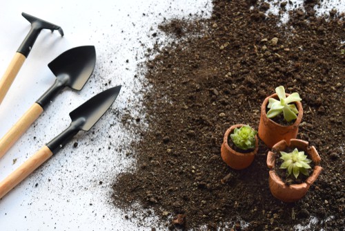 Transplanting succulents into new compost