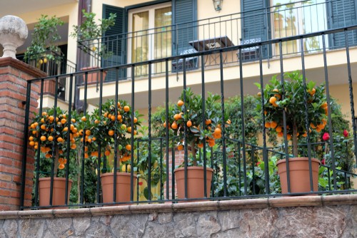 Calamondin citrus trees growing outdoors over summer