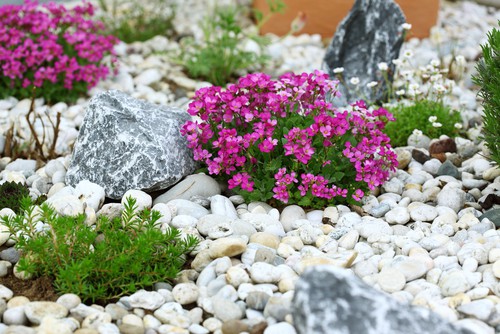 Dividing rockery plants and planting into rockeries