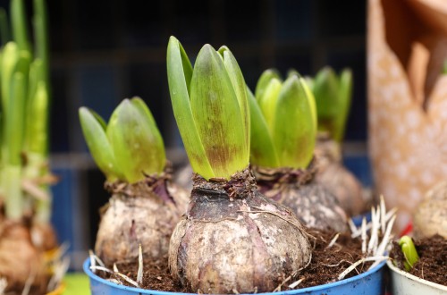 Prepared hyacinths ready to bring indoors into a cool room