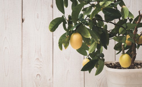 lemon tree growing in container