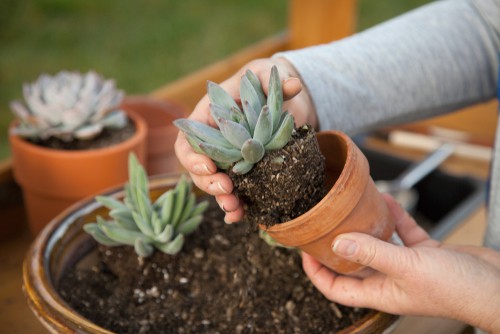 planting succulents outdoors in pots