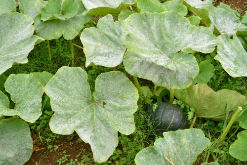 pumpkin with mildew