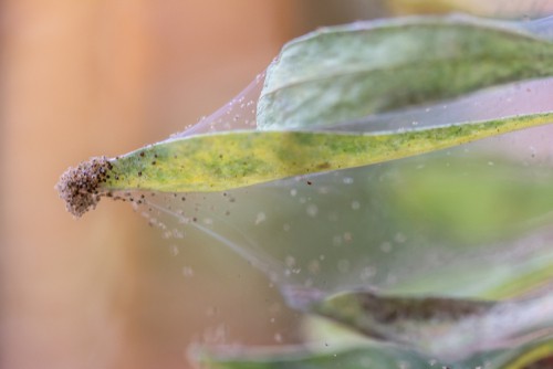 Glasshouse Red Spider which effectives citrus trees