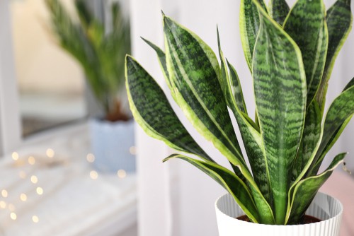 Sansevieria is a species that is incredibly unique and its appearance, and it's actually a common house plant you have probably seen many times before. It goes by the name of snake plant, mother-in-law's tongue, or bowstring hemp.