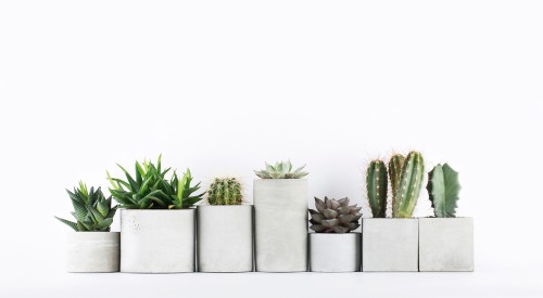 Choosing the right succulents