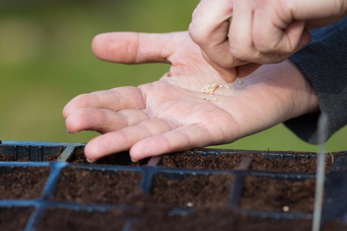Care spread the seeds over the surface of the soil and don't bury them