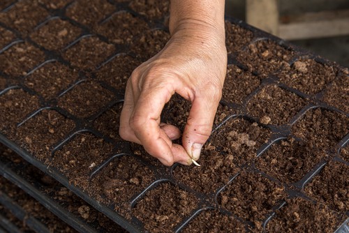 sowing succulent seeds into trays with horticultural grit mixed with compost