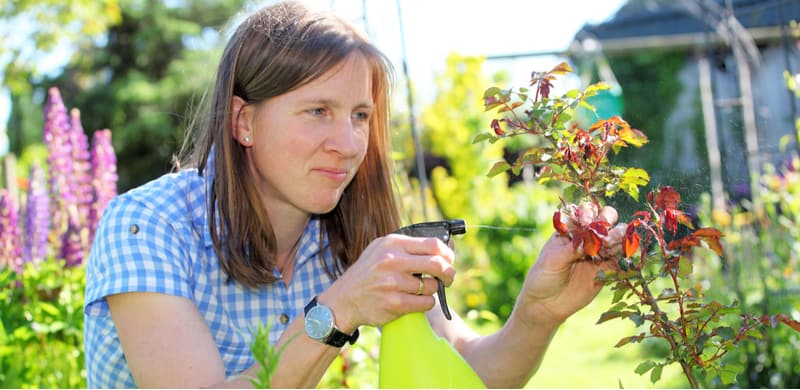 Fungus Black spot is a common problem with roses but you can help prevent it, in this review we compare 4 best fungicides for black spot, mildew and rust.