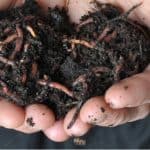 Wormeries are a great way to turn your kitchen waste into quality compost and liquid fertiliser. See our top best wormeries where we compare 5 models.