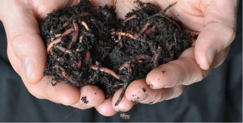 Wormeries are a great way to turn your kitchen waste into quality compost and liquid fertiliser. See our top best wormeries where we compare 5 models.