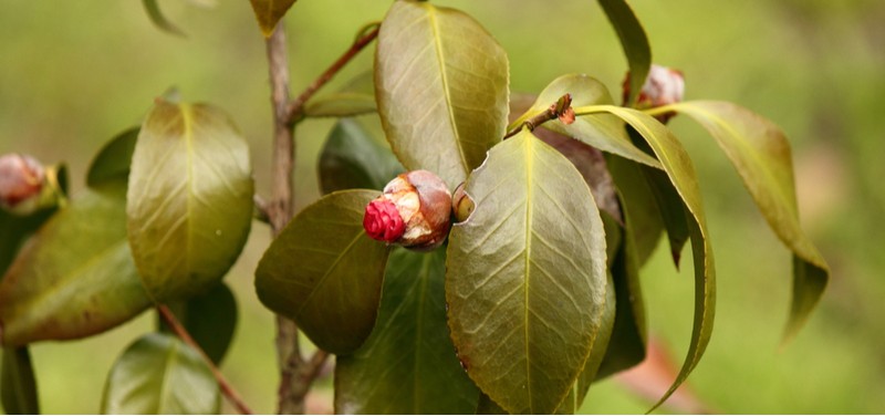 Camellias are stunning plants that are usually problem 3 but there are a few problems with Camellias to look out for such as Leaf Gall, canker, root rot.